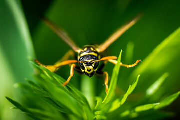 Nahaufnahme einer Wespe im grünen Gras - 433992618
