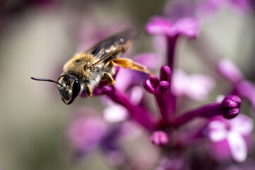 Nahaufnahme einer Honigbiene beim Sammeln von Blütenstaub