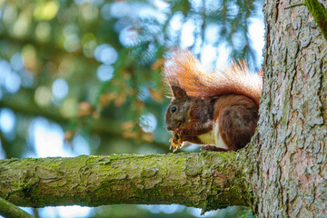 a cute squirrel sits on a branch and looks at the camera