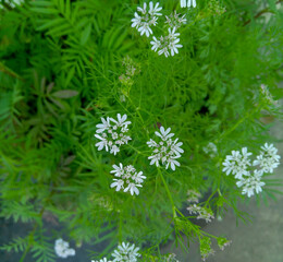 Beautiful white flower blooming in branches of plant growing in garden, gardening background, nature photography, flowers on green grass