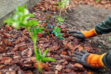 Gardener mulching spring garden with pine wood chips mulch. Man puts bark around plants