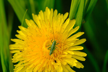  small green grasshopper sits on a yellow dandelion flower