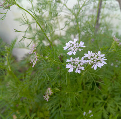 Beautiful flower blooming in branches of plant growing in garden, gardening background, nature photography, white flowers in the garden