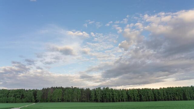 4k video time lapse. White sunset clouds moving in blue sky, green forest seen in distance on horizon line, green young winter crops in foreground