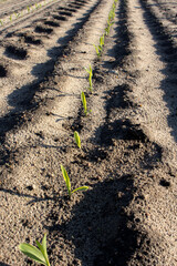 Pole uprawne kukurydzy.