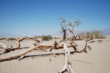 Fallen tree in the desert valley of death in the United States