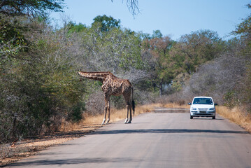 Giraffe eating on the side of a road in kruger park in Africa next to a car of a tourist