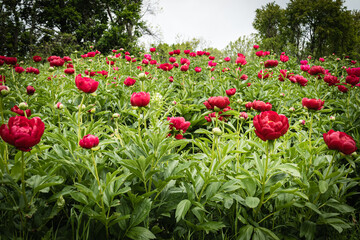 Fototapeta premium Peonies
