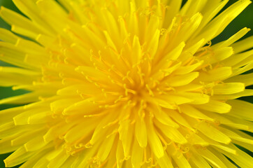 macro image - dandelion flower petals close up with soft focus