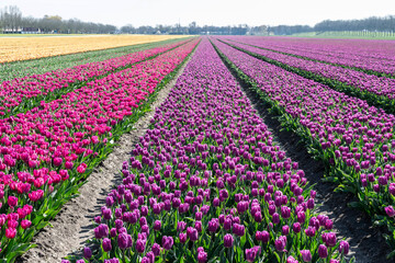 Spring Dutch landscape with tulip fields of multicolored rows of flowers. Symmetrical rows of tulips in perspective to the horizon.