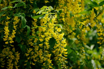 Closeup of beautiful yellow common laburnum flowers outdoors