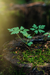 young plant, grows in summer on an old tree trunk, early morning in the forest