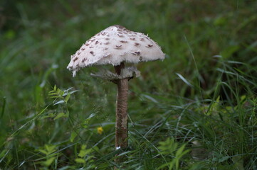 mushroom 