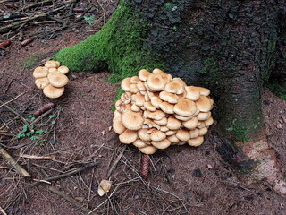 Pilze