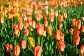 Obraz premium Field of colorful orange tulips in the park at springtime. Beautiful natural flowers background.