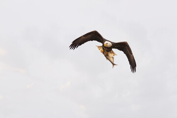Bald Eagle in flight toward camera with large fish in talons