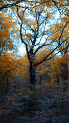 Fototapeta premium forest