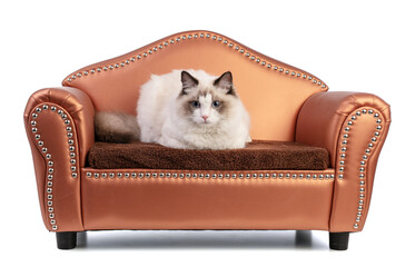 Young ragdoll cat six months old on a sofa