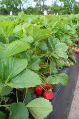 field of strawberry plants with red and green berries #8