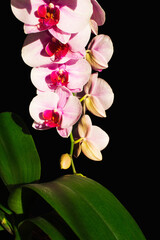 Bright orchid flowers close-up and dark background