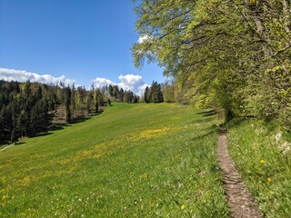Hiking trail in the Zurich Oberland in spring with blooming dandelions. beautiful landscape in switzerland. Fischenthal