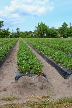 field of strawberry plants with red and green berries #7