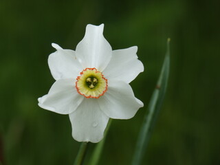 Poet's narcissus (Narcissus poeticus) - close up of white daffodil, Poland - obrazy, fototapety, plakaty