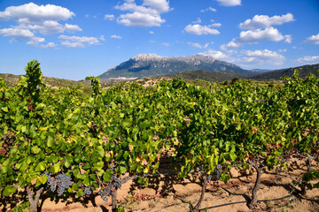 Fototapeta na wymiar vineyard in sardinia