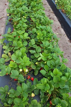 field of strawberry plants with red and green berries #3