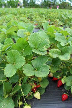 field of strawberry plants with red and green berries