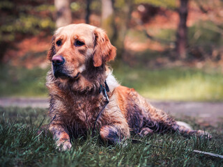 wet and muddy golden retriever resting in the grass after a long walk