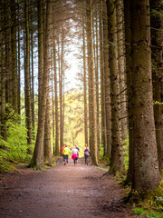 a group of people keeping fit jogging along a gravel path in the pine tree forest