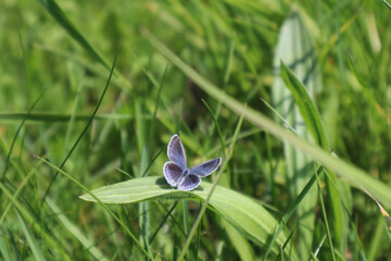 Lycaenidae butterfly sits in the grass