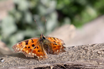 Orange butterfly Polygonia in the garden
