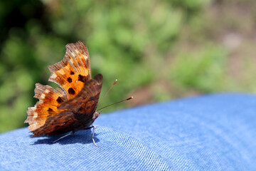 Orange butterfly Polygonia in the garden
