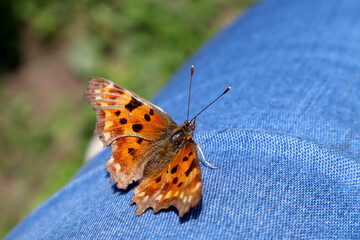 Orange butterfly Polygonia in the garden