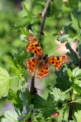 Orange butterfly Polygonia in the garden