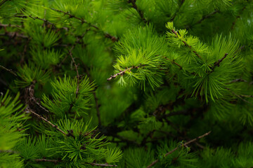 Young shoots of a coniferous tree in the spring
