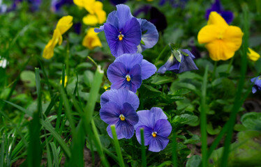 The garden pansy (Viola wittrockiana) is a type of large-flowered hybrid plant cultivated as a garden flower. Wild pansy or Viola tricolor, also known as Johnny Jump up or heartsease.