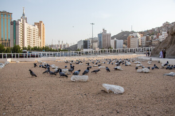 Old muslim graveyard in Mecca city - Jannat al-Mualla. Pigeons and doves in Jannatul-Mualla.