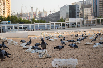 Old muslim graveyard in Mecca city - Jannat al-Mualla. Pigeons and doves in Jannatul-Mualla.