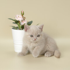 British shorthair kitten on the studio background