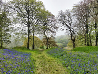 Blackbury Camp East Devon