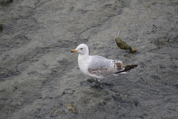 seagull