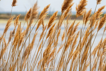 Fototapeta premium Marsh nature background 
