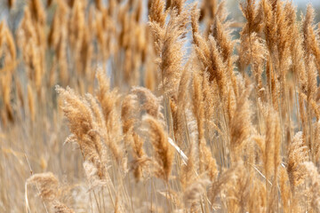 Marsh nature background texture
