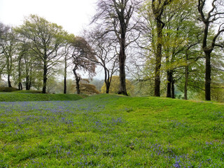 Blackbury Camp East Devon