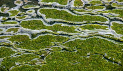 Algae blobs background texture