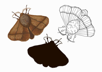 Naklejka premium Three species of Malacosoma butterflies in cartoon style: brown, doodle and black silhouette. Stock illustration isolated on white background.