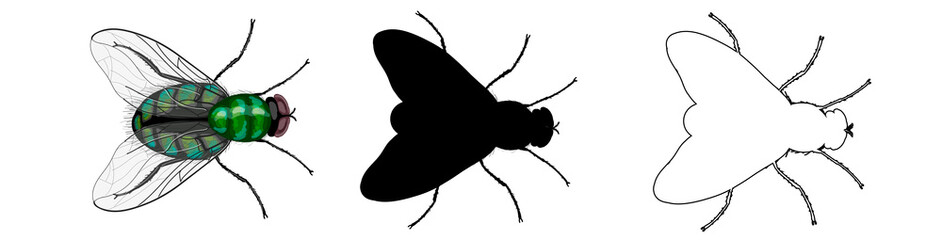 Insects. Set of three flies - green in cartoon style, black silhouette and outline style. Drawing isolated on a white background. Stock vector illustration.
